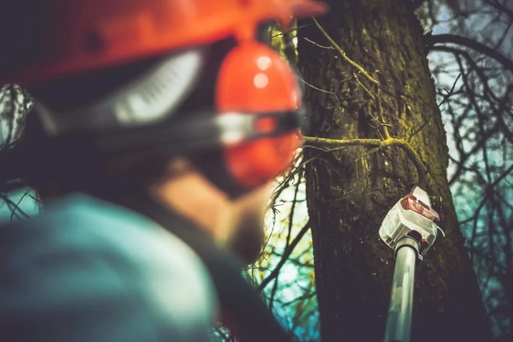 taking care of trees