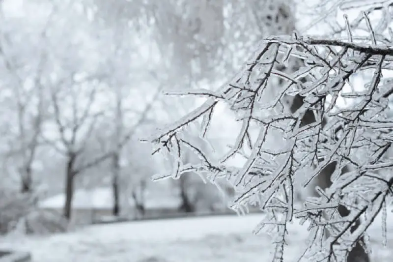 tree in the winter