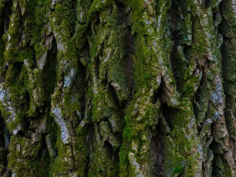 bark of elm tree
