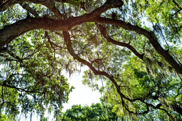 lookup at tree with son behind it