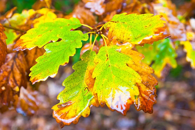oak wilt on leaf in louisiana