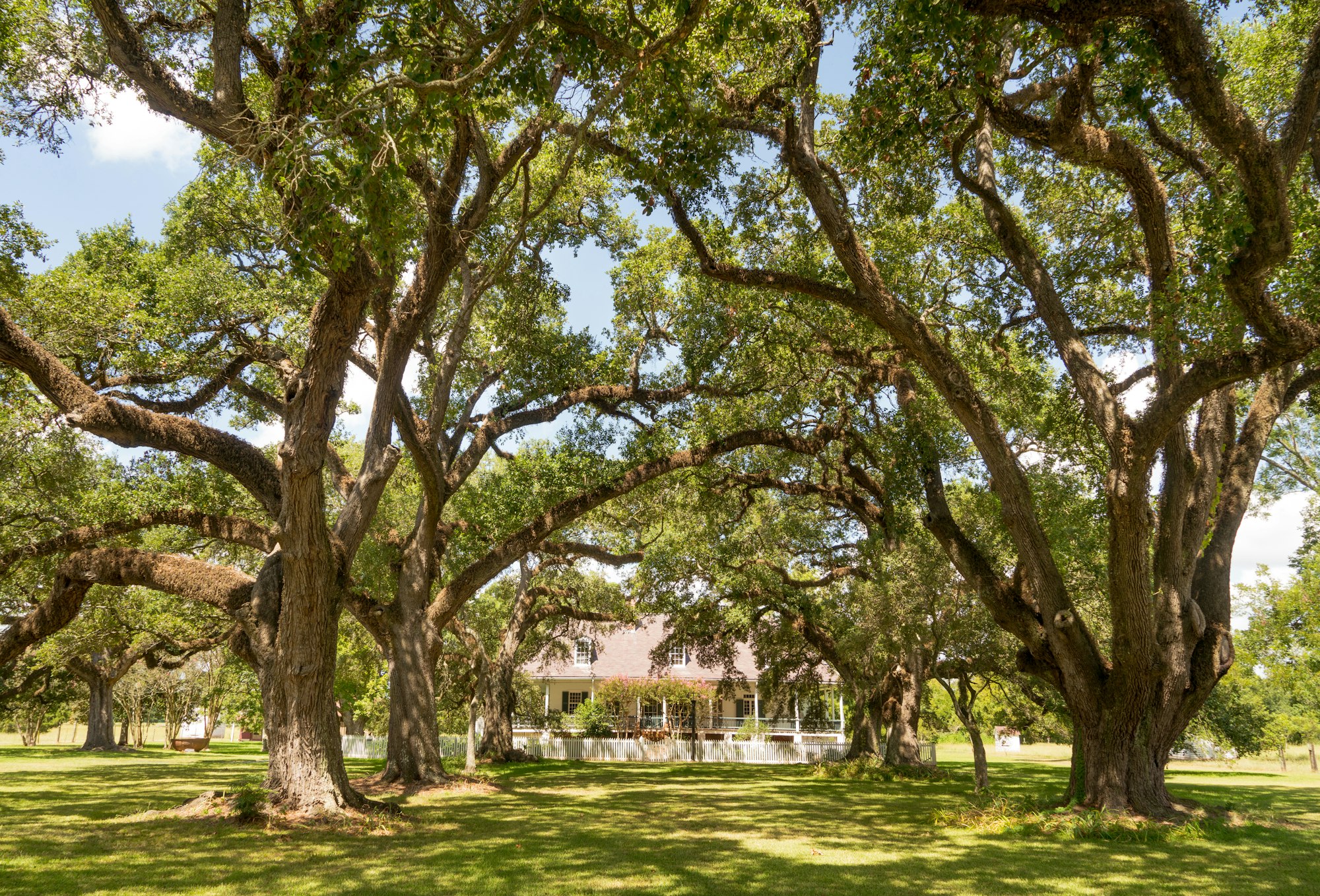 Mature live oak canopy shading a rural Louisiana plantation house, heritage oak preservation