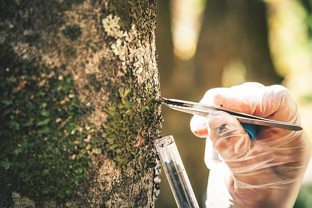 tree assessment
