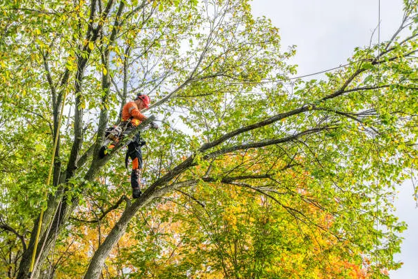 tree pruning