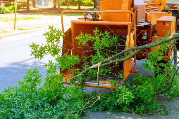 tree pruning cleanup