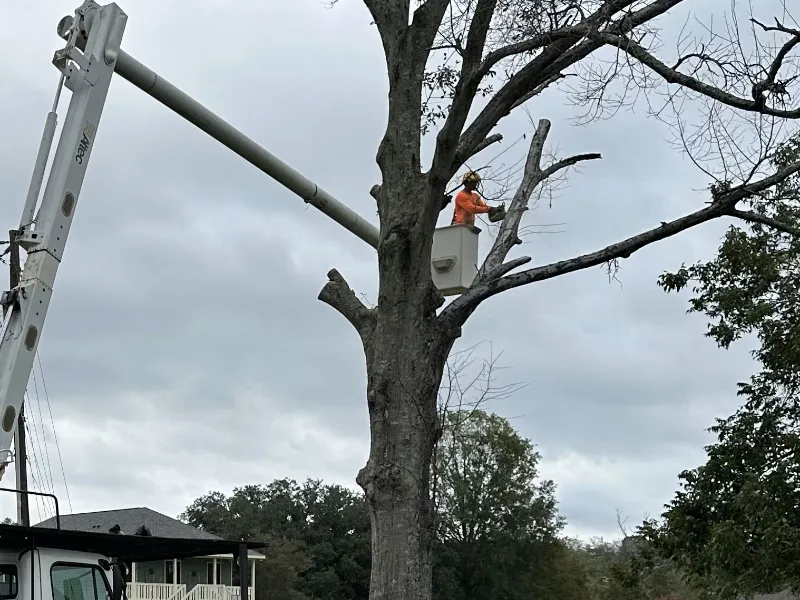 tree removal baton rouge la
