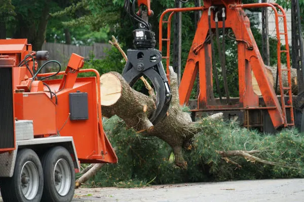 tree removal