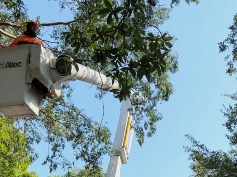 tree trimming in baton rouge louisiana