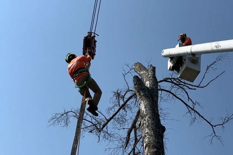 american forestry services crane services