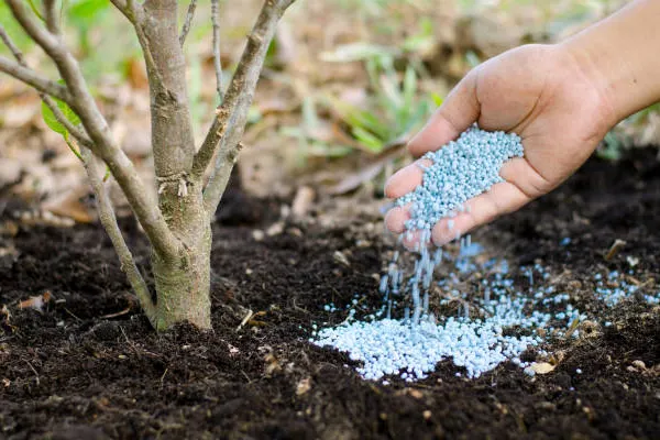 tree fertilization