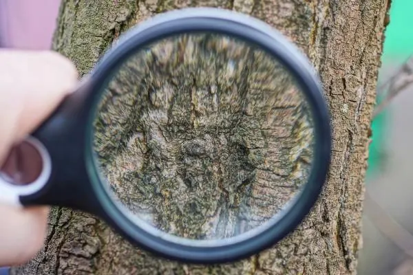 tree inspection