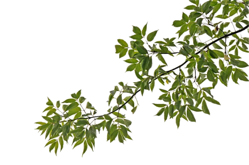 tree limb isolated background removed