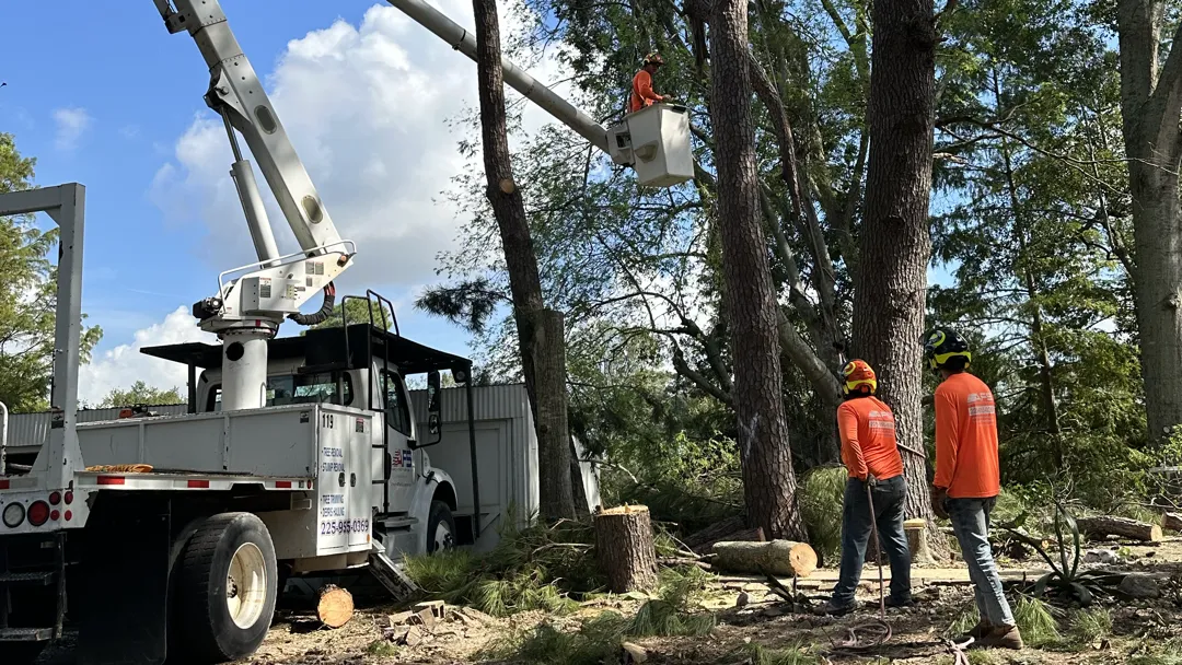 american forestry services team cutting down a rotten pine tree
