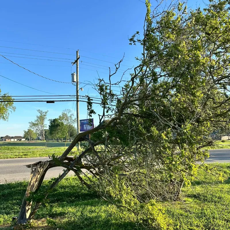 american forestry services tree before getting cut down
