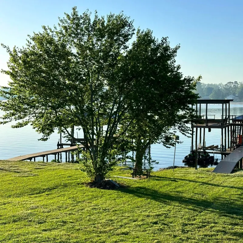 large tree false river before cutting down