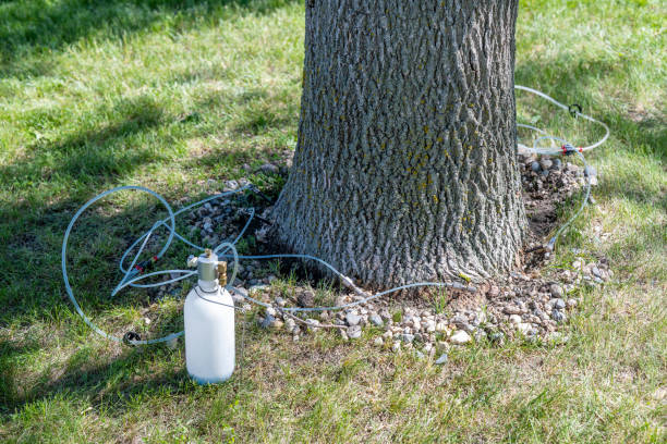 tree deep root inspection in baton rouge louisiana