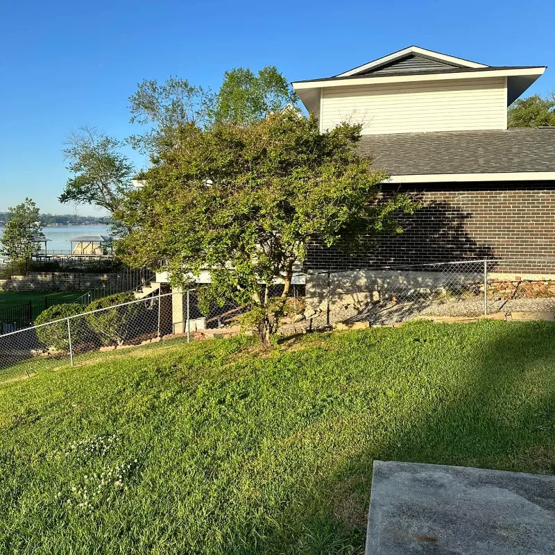 tree near house on false river before getting cut down