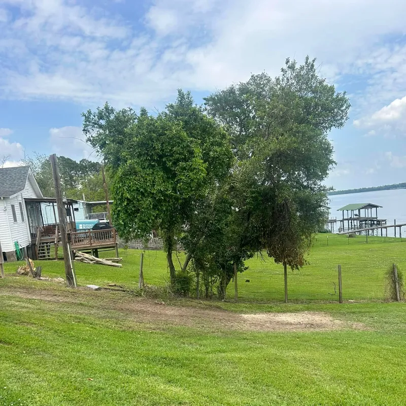 tree on false river after getting cut down