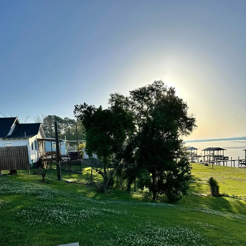 tree on false river before getting cut down