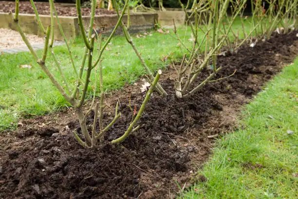 tree shrub fertilization baton rouge