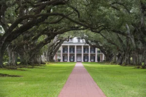 oak trees in white castle louisiana