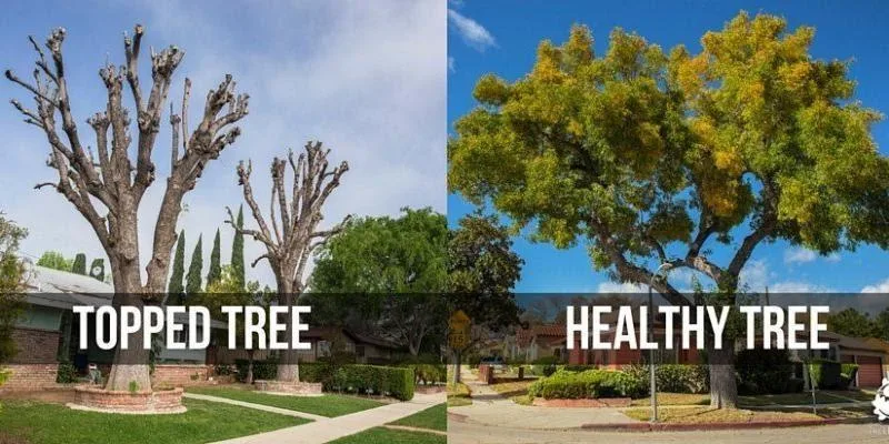 topped tree vs healthy tree
