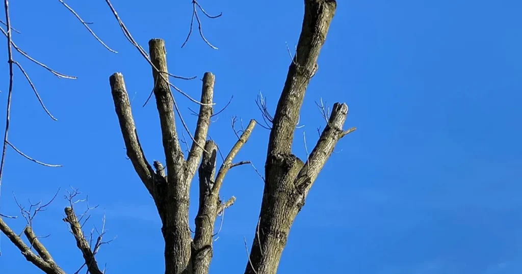 topped trees in louisiana
