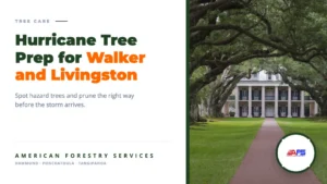 Hurricane tree prep for Walker and Livingston Parish. American Forestry Services.