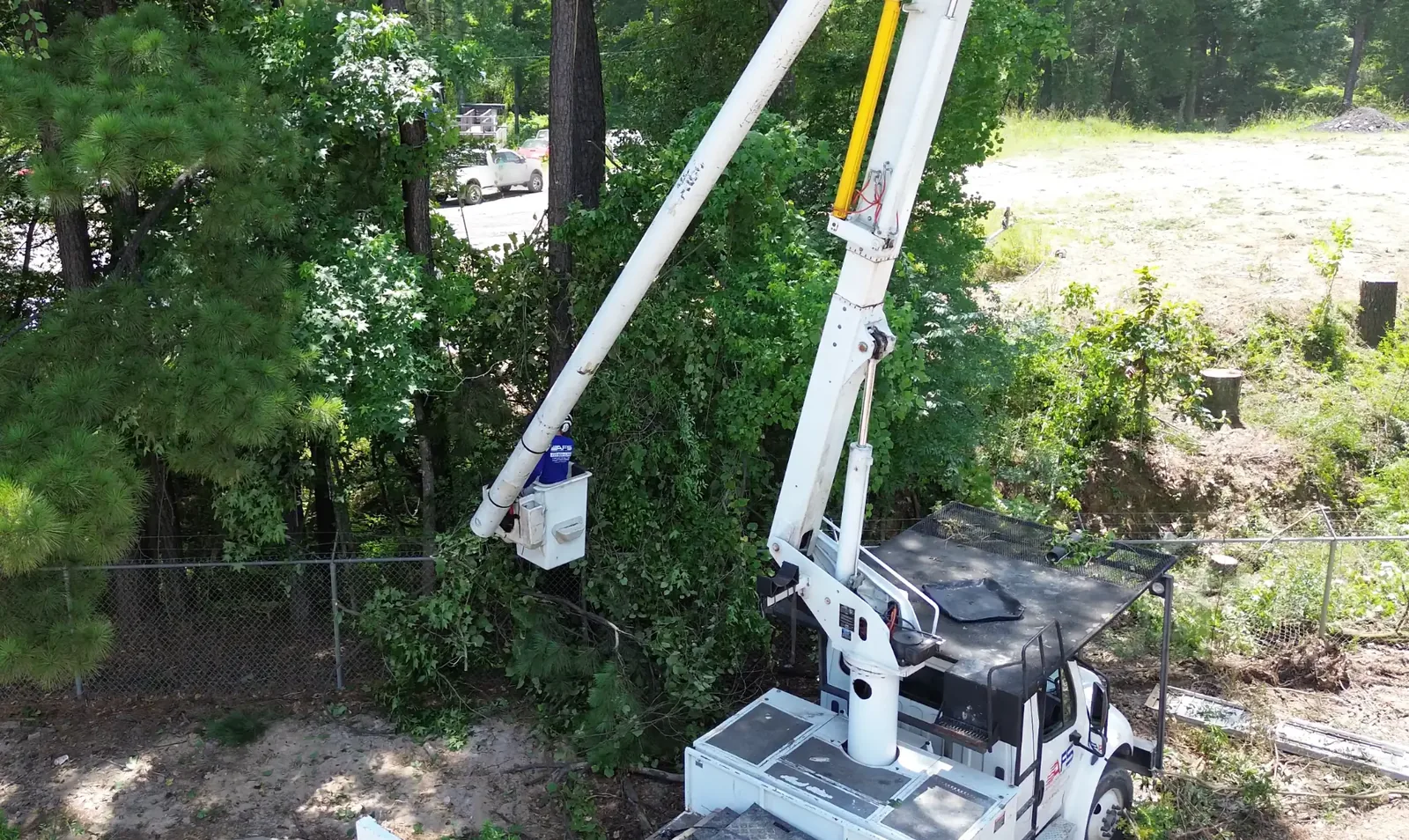 Tree Trimming & Pruning by American Forestry Services