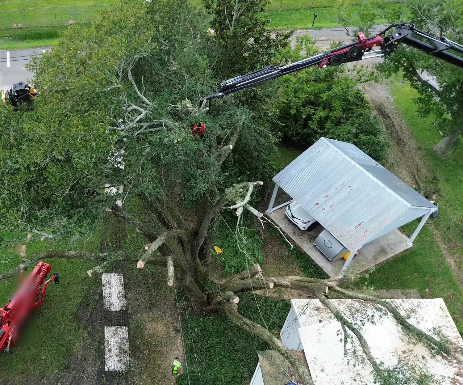 Crane Tree Removal by American Forestry Services